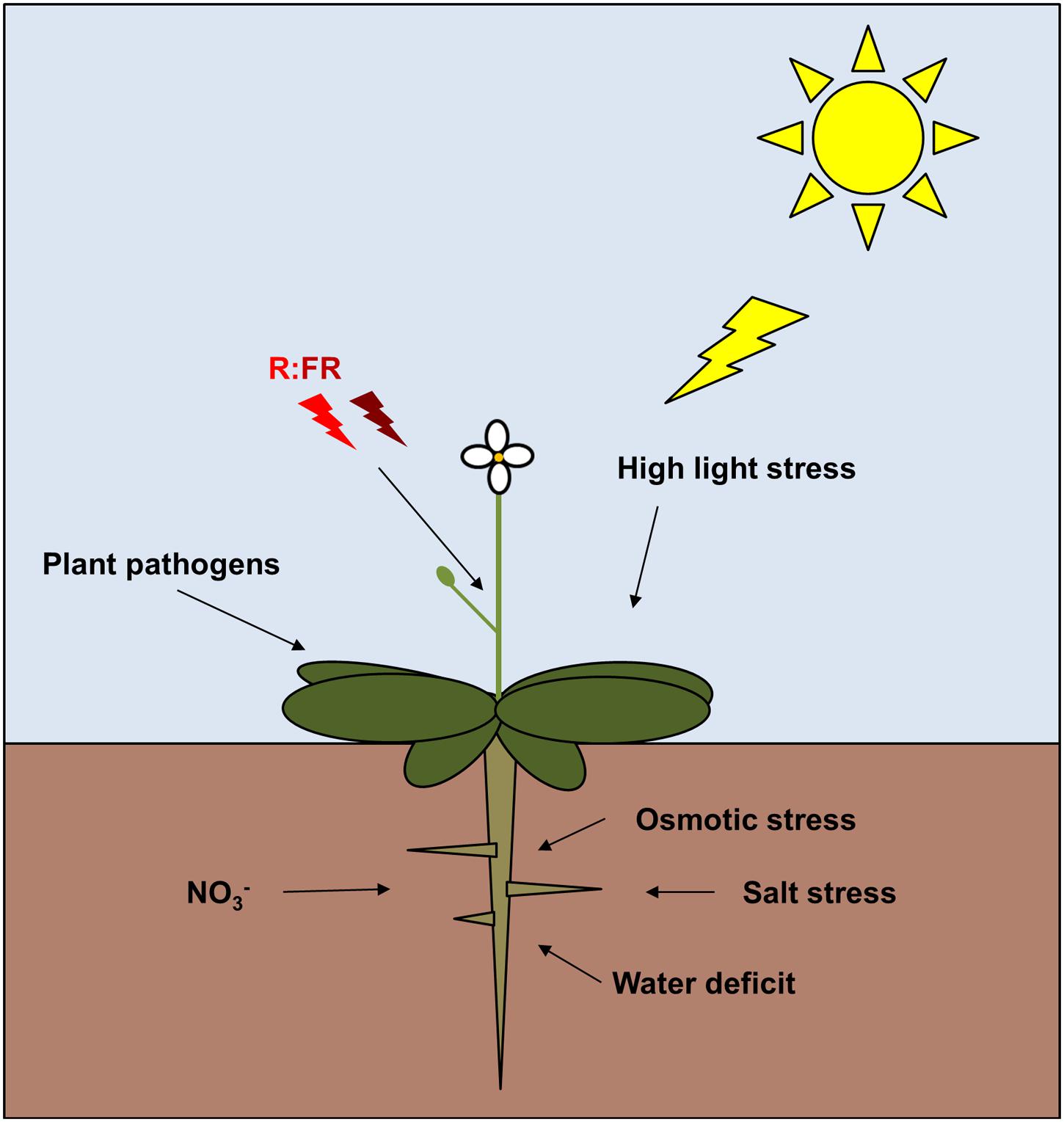 Цветок стресса. Стресс растений. Стресса цветок. Тепловой стресс у растений. Температурный стресс у растений.
