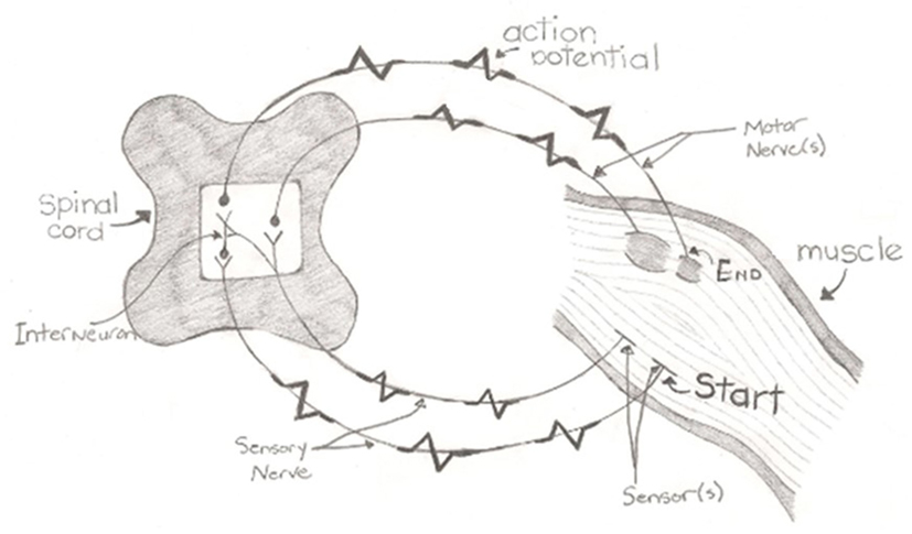 Brain And Spinal Cord Reflexes