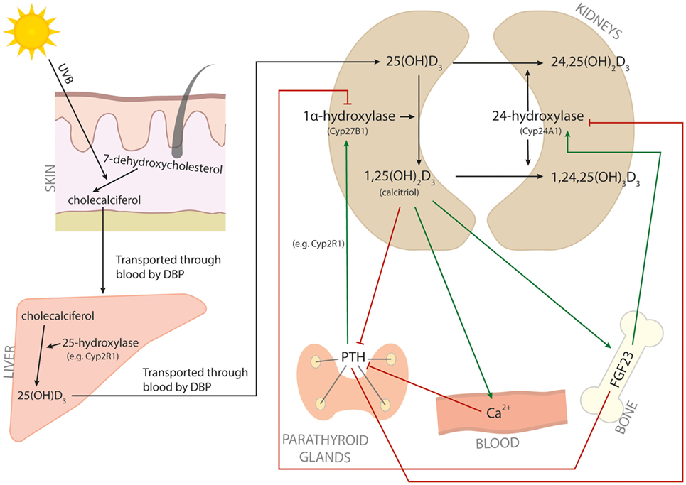 Frontiers Vitamin D In Autoimmunity Molecular Mechanisms