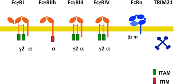 Fc receptor (FcR)-mediated signaling for phagocytosis. Engagement