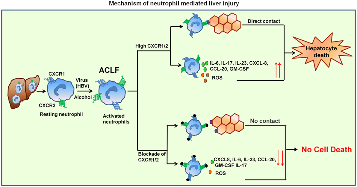 最低価格の of Blockade | Frontiers Neutrophil's Receptors Chemokine iPhoneアクセサリー
