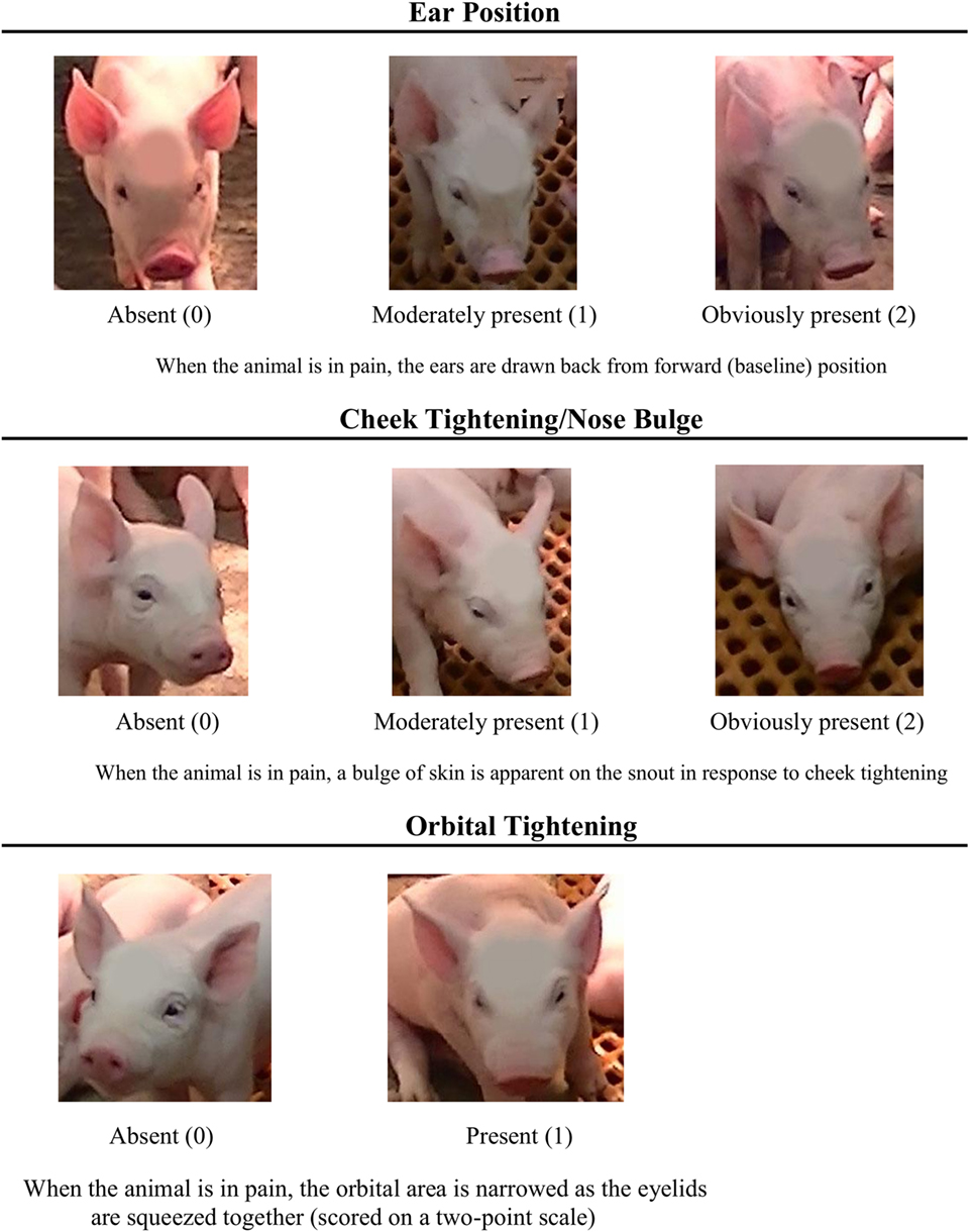 How the Rabbit Grimace Scale can help you assess pain in rabbits