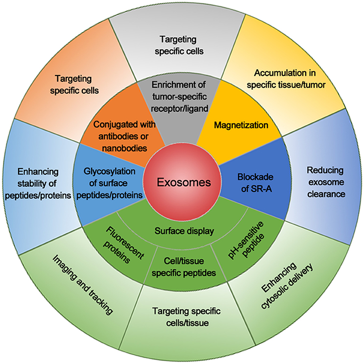 Targeting Cancer Stem Cells With Exosome Based Therapy Exosome Rna Targeting Cancer Stem Cells With Exosome Based Therapy Exosome Rna