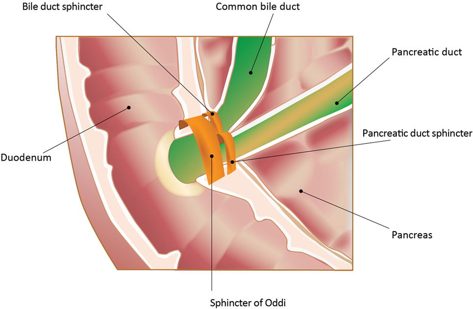 oddi sphincter helye implant