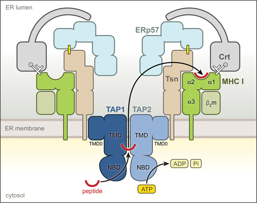 Dynamic interactome of the MHC I peptide loading complex in human