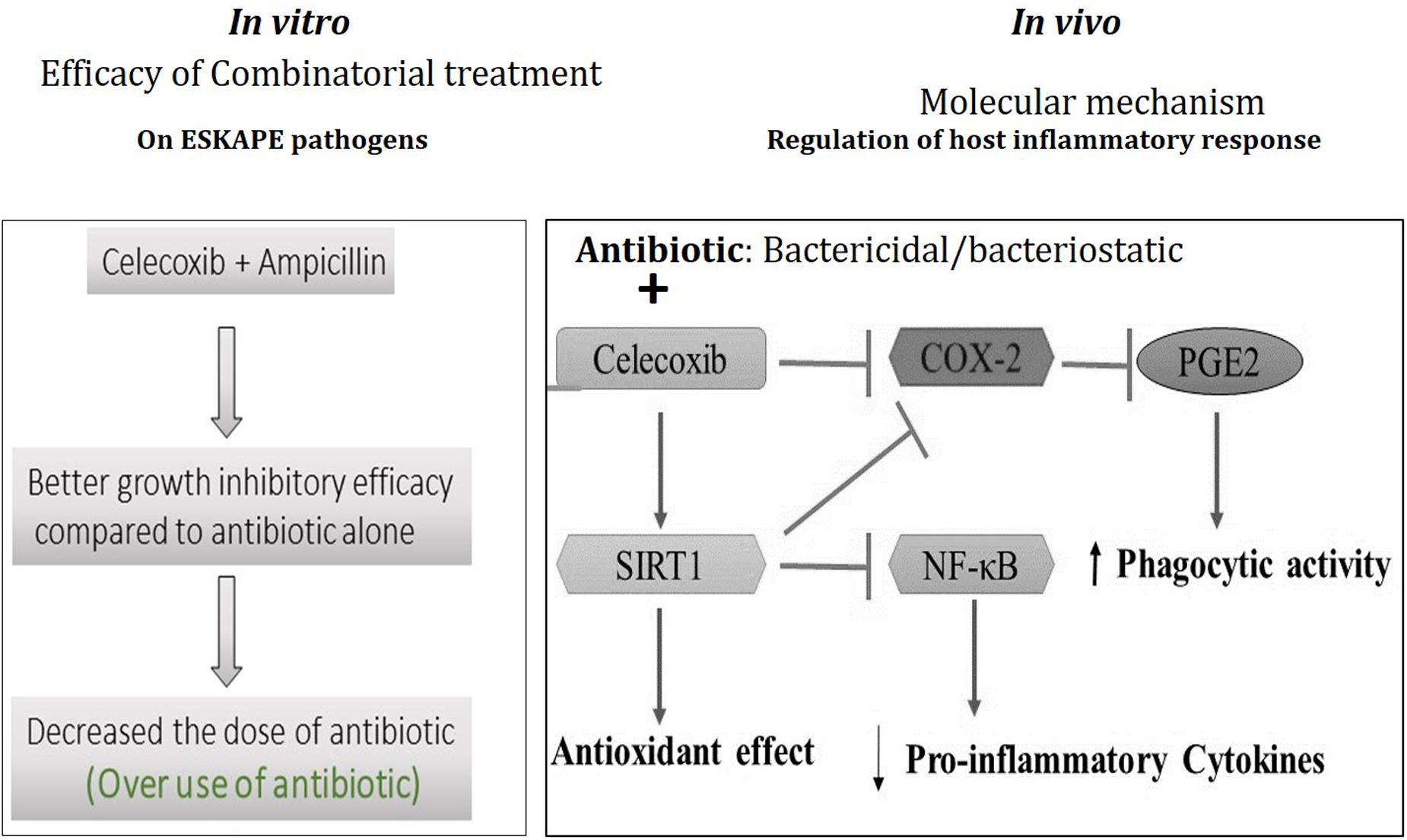Frontiers Celecoxib Enhances the Efficacy of LowDose Antibiotic