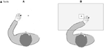 www.frontiersin.org