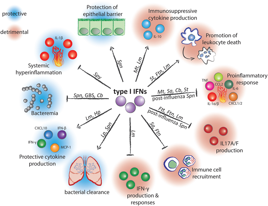 Frontiers Type I Interferons In Bacterial Infections A Balancing Act