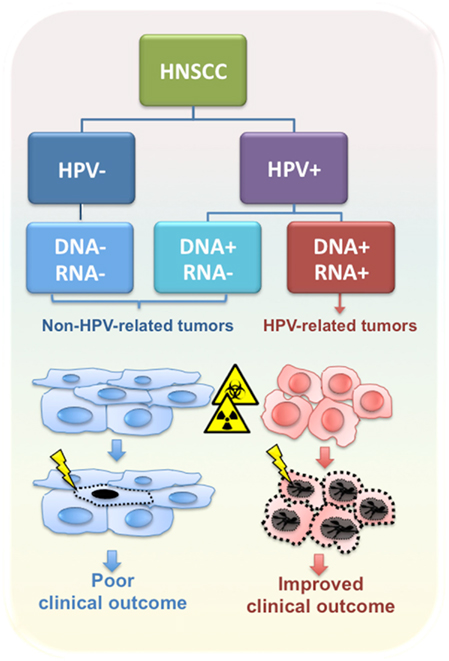 Papillomavirus nachweis mann, Semmelweis Kiadó ; S1: ORVOSKÉPZÉS - PDF Free Download