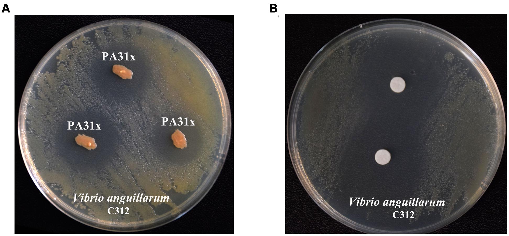 Трутовик окаймленный холерный вибрион. Бактерия Vibrio anguillarum. Вибриоз рыб возбудитель. Холерный вибрион на щелочном агаре.