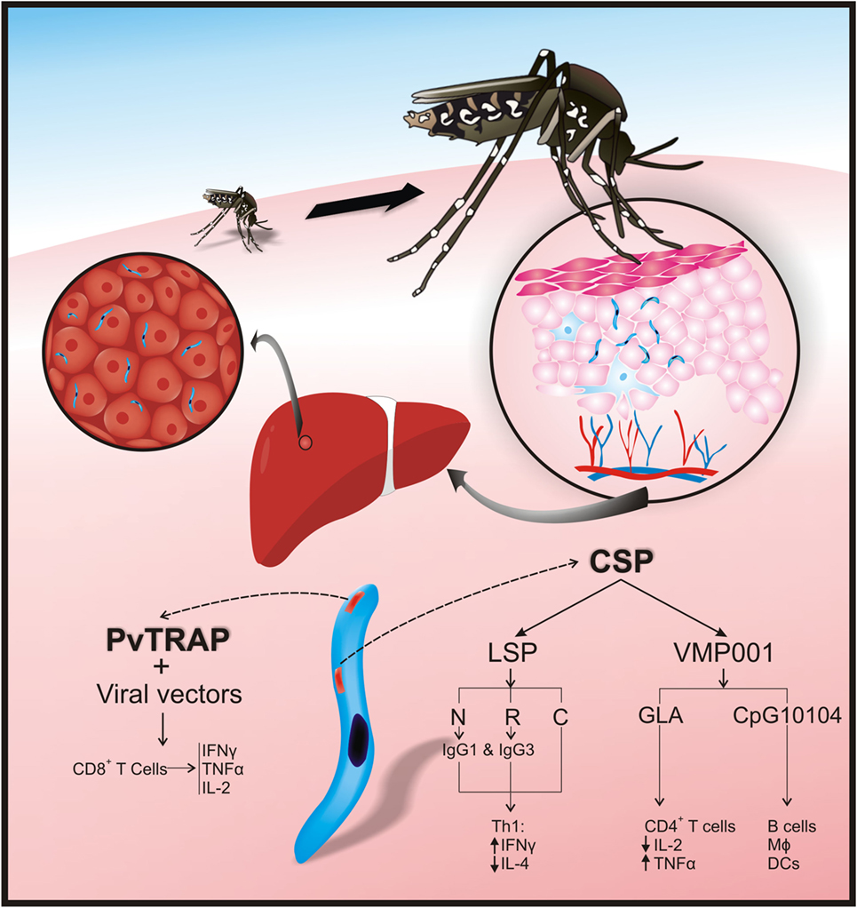 Frontiers What Is Known About The Immune Response Induced By