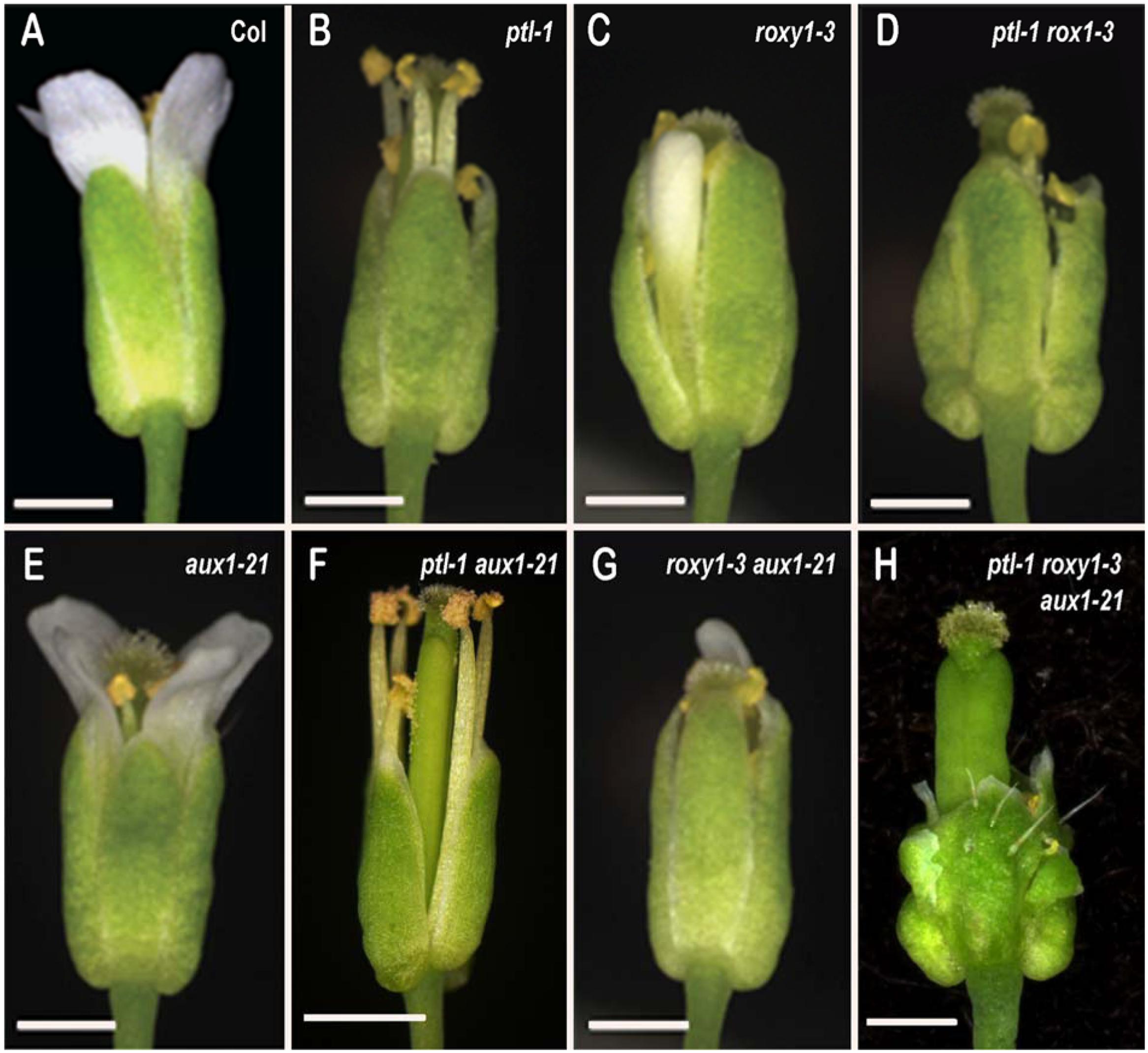 Frontiers PETAL LOSS and ROXY1 Interact to Limit Growth Within