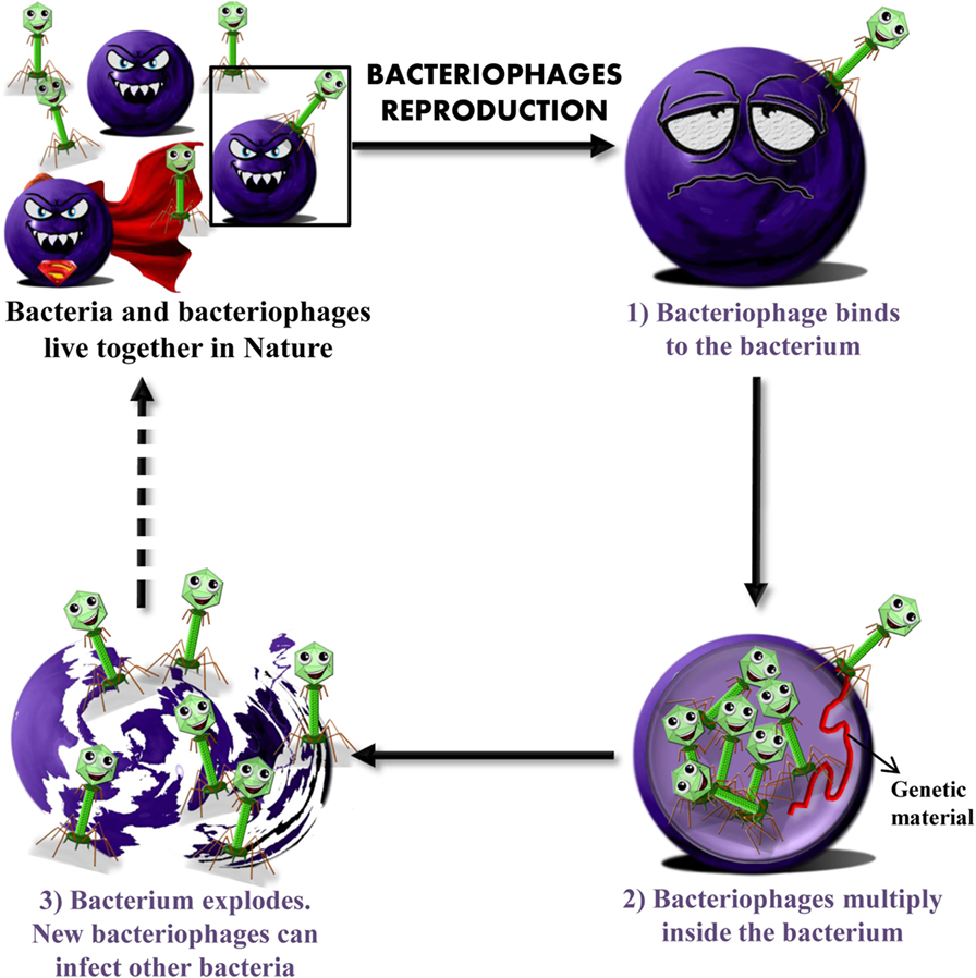 Figure 3 - How bacteriophages reproduce.