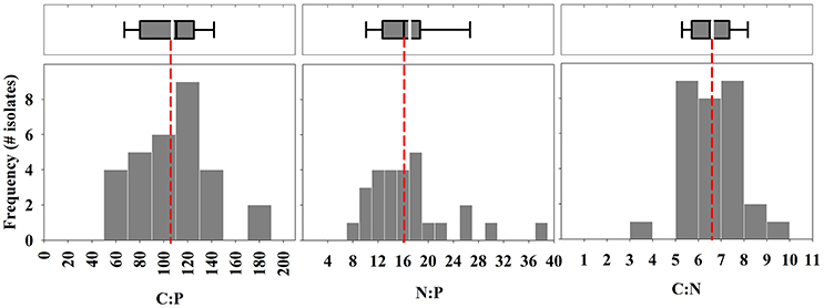 Frontiers High Variability In Cellular Stoichiometry Of Carbon Nitrogen And Phosphorus Within Classes Of Marine Eukaryotic Phytoplankton Under Sufficient Nutrient Conditions Microbiology