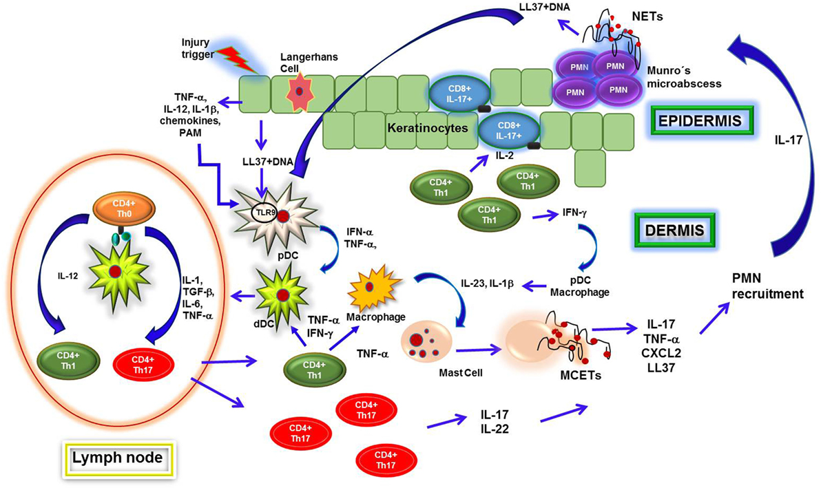 Frontiers The Significance of Neutrophil Extracellular Traps in