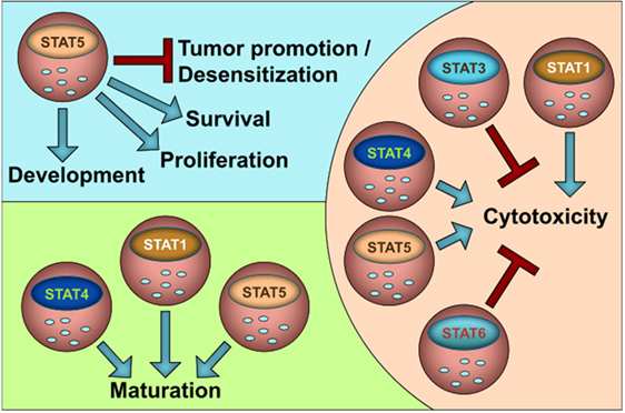 Frontiers | STATs in NK-Cells: The Good, the Bad, and the Ugly