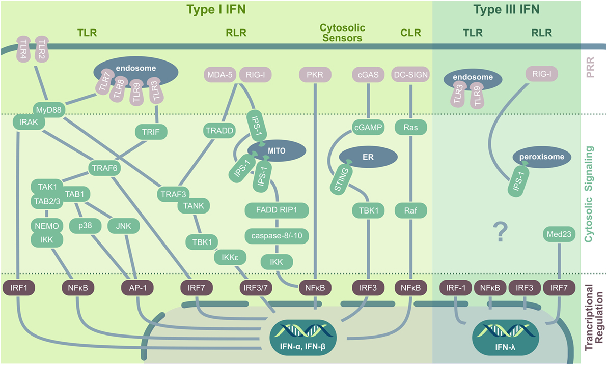 Frontiers The Impact Of The Interferon Tnf Related Apoptosis Inducing Ligand Signaling Axis On Disease Progression In Respiratory Viral Infection And Beyond Immunology