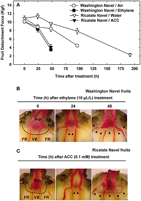 Frontiers Cell Wall Remodeling In Abscission Zone Cells During