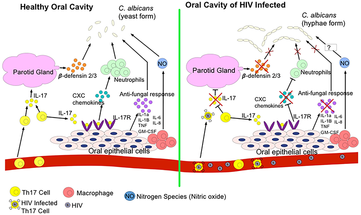 Cetosis ovina pdf