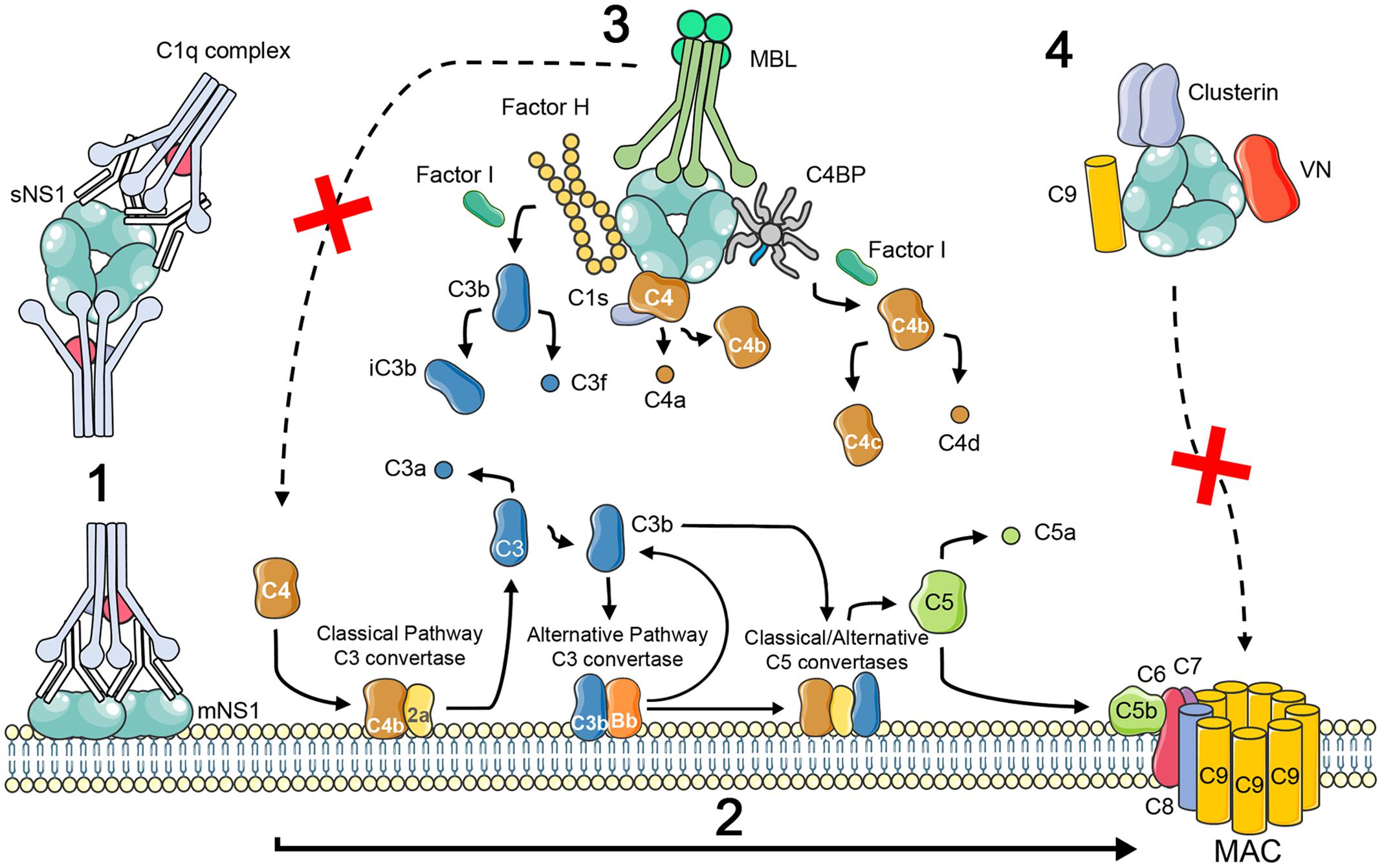 Frontiers The Complement System In Flavivirus Infections Microbiology