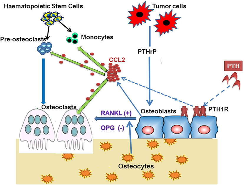 Critical Role for Monocyte Chemoattractant Protein-1 and Macrophage  Inflammatory Protein-1α in Induction of Experimental Autoimmune Myocarditis  and Effective Anti–Monocyte Chemoattractant Protein-1 Gene Therapy