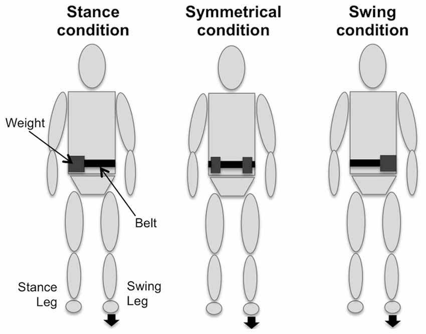 Progressive nature of weight bearing during the rehabilitation