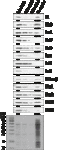 www.frontiersin.org