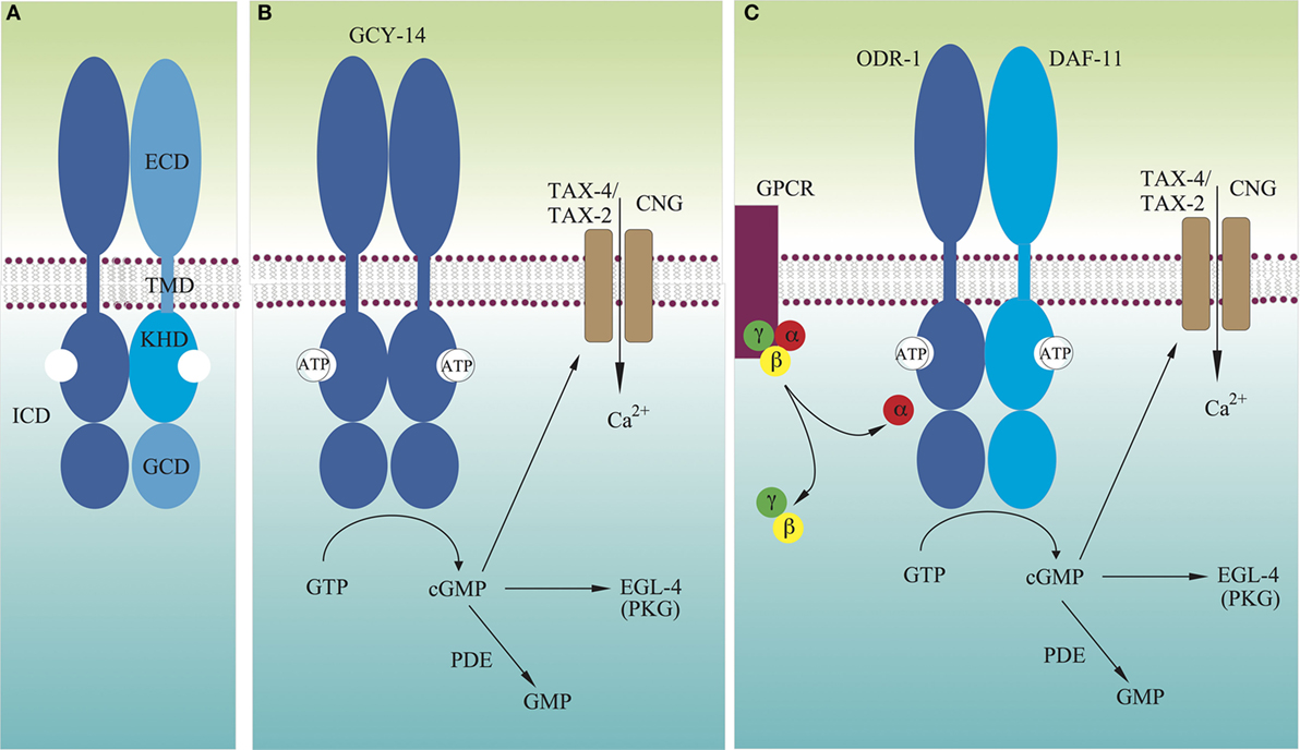 Frontiers  Multilimbed membrane guanylate cyclase signaling