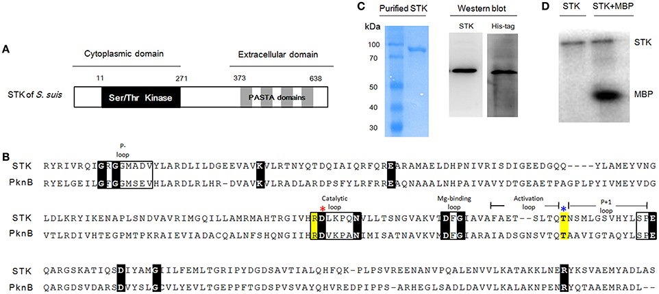 Frontiers | The Eukaryote-Like Serine/Threonine Kinase STK