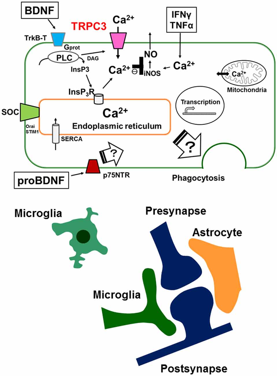 RGS10 physically and functionally interacts with STIM2 and requires  store-operated calcium entry to regulate pro-inflammatory gene expression  in microglia - ScienceDirect