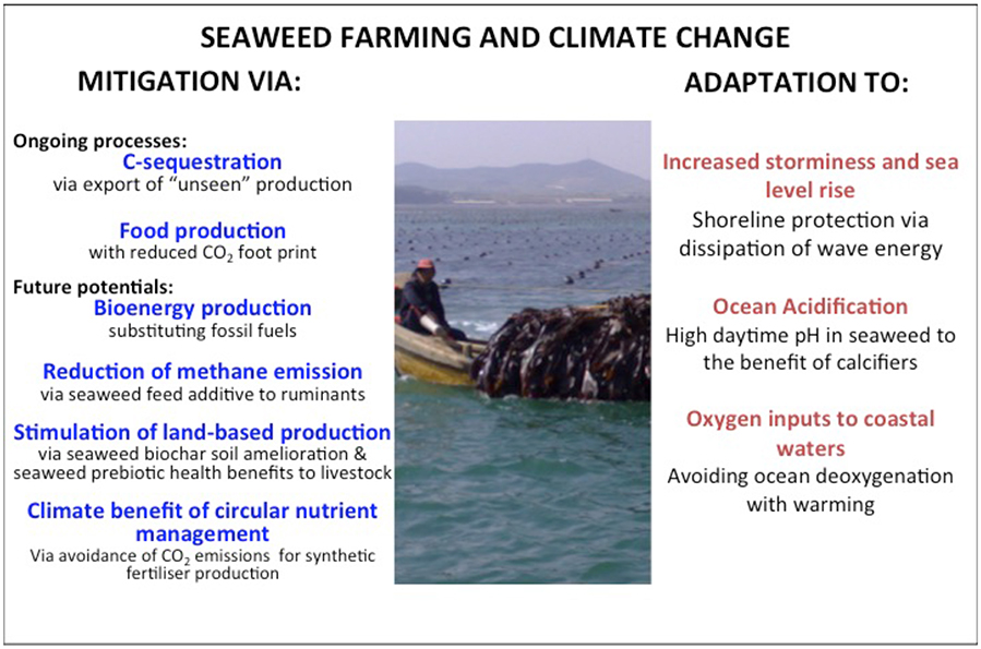 China Wakame Seaweed Supplier - Ocean Treasure - Seafood Exporter