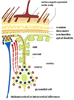 www.frontiersin.org