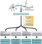 roles of chaperone proteins in bse roles of chaperone proteins in bse