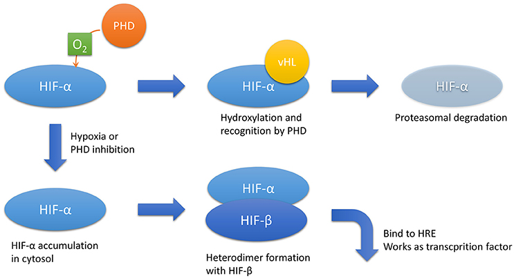 Frontiers  Impact of High-Altitude Hypoxia on Bone Defect Repair