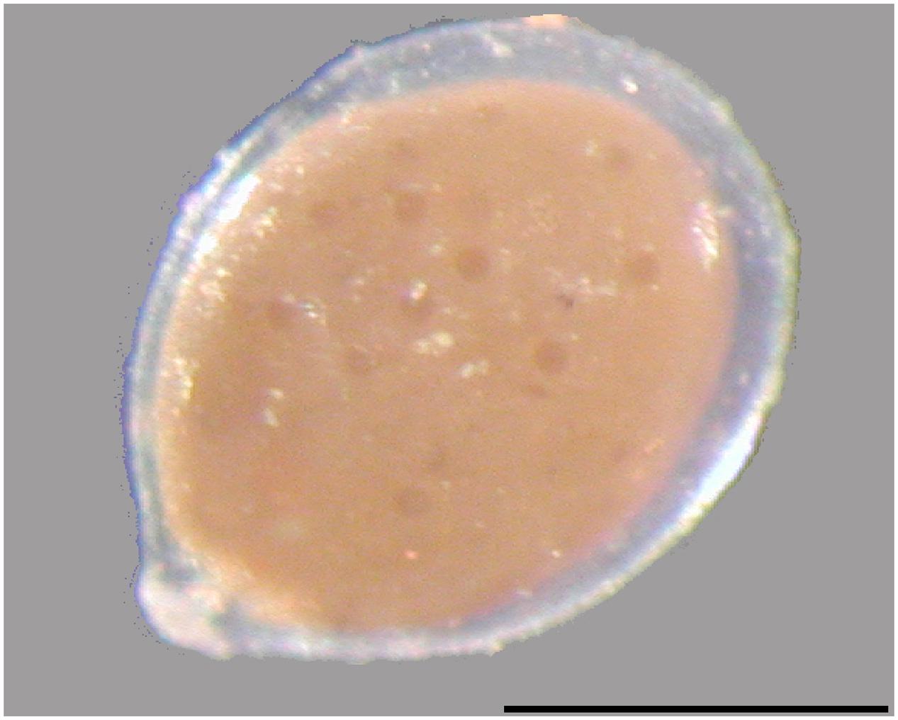 Frontiers | Sinks and Sources of Intracellular Nitrate Gromiids