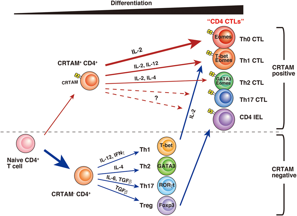 Frontiers | CD4 CTL, a Cytotoxic Subset of CD4+ T Cells, Their ...