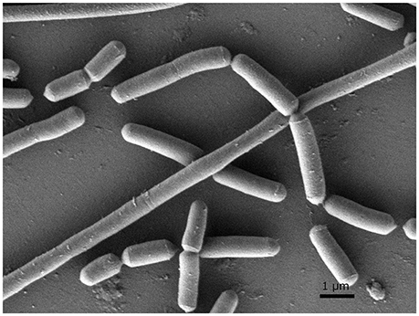 Frontiers | Lactobacillus paraplantarum 11-1 Isolated from Rice Bran ...