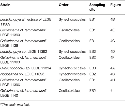 Cyanobacteria Classification Chart