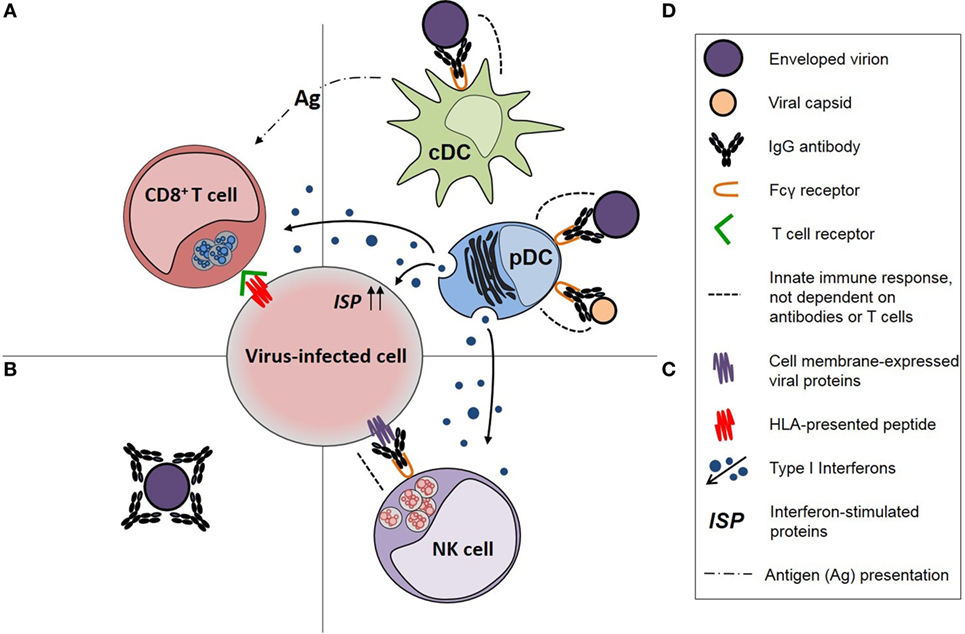 Blood plasma levels of the marker molecules, bovine IgG (BIgG, A