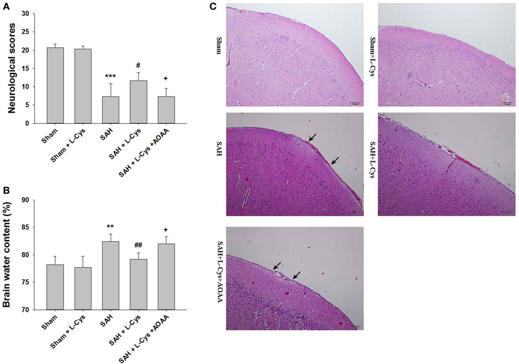 Frontiers - Neuroprotective Roles of l-Cysteine in Attenuating Early Brain Injury and Improving ...