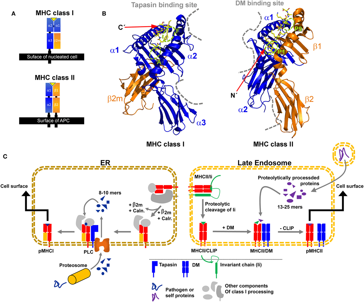 Frontiers  Multiple-Allele MHC Class II Epitope Engineering by a Molecular  Dynamics-Based Evolution Protocol