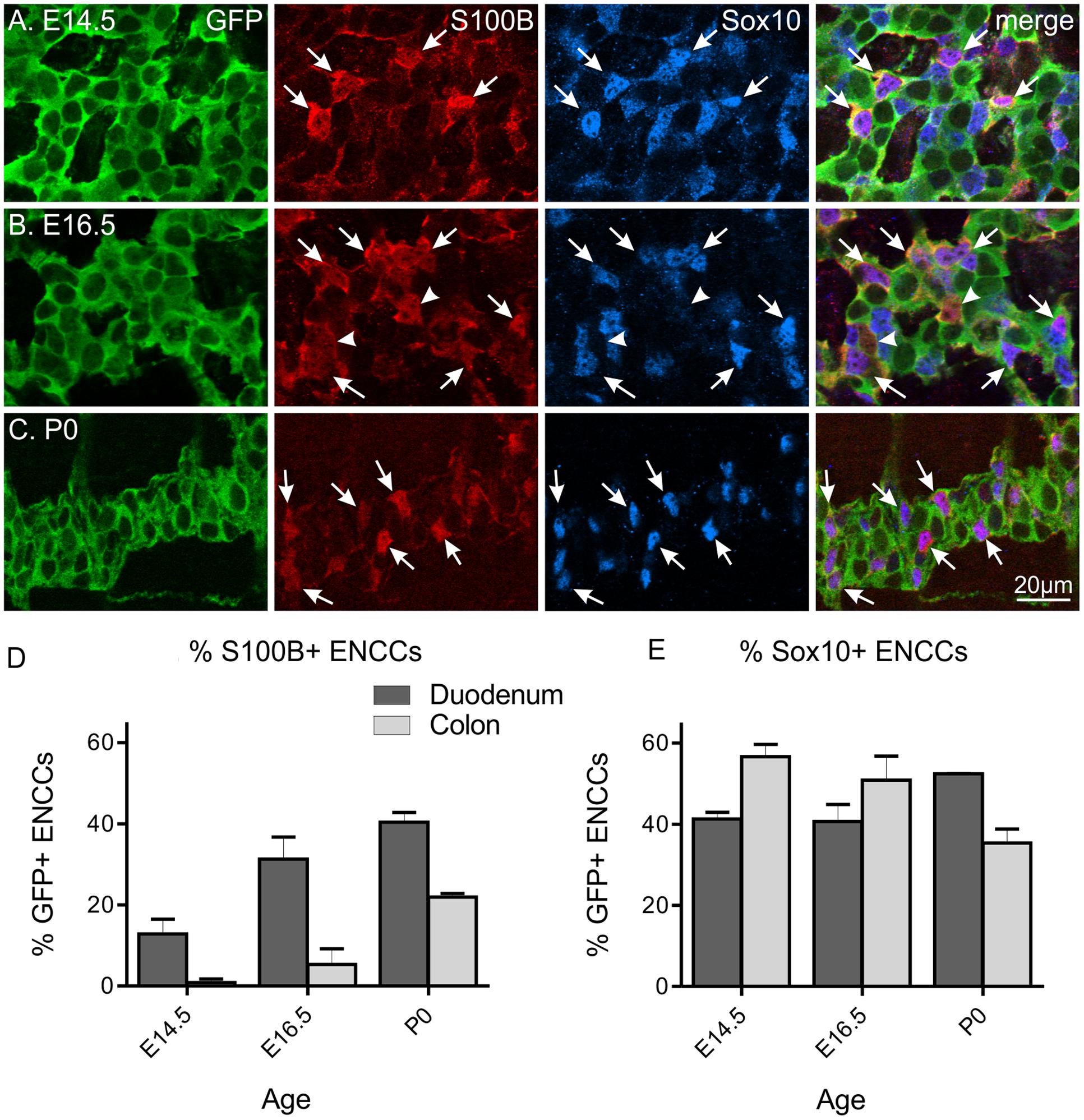 Frontiers Arundic Acid Prevents Developmental Upregulation Of S100b Expression And Inhibits Enteric Glial Development Cellular Neuroscience