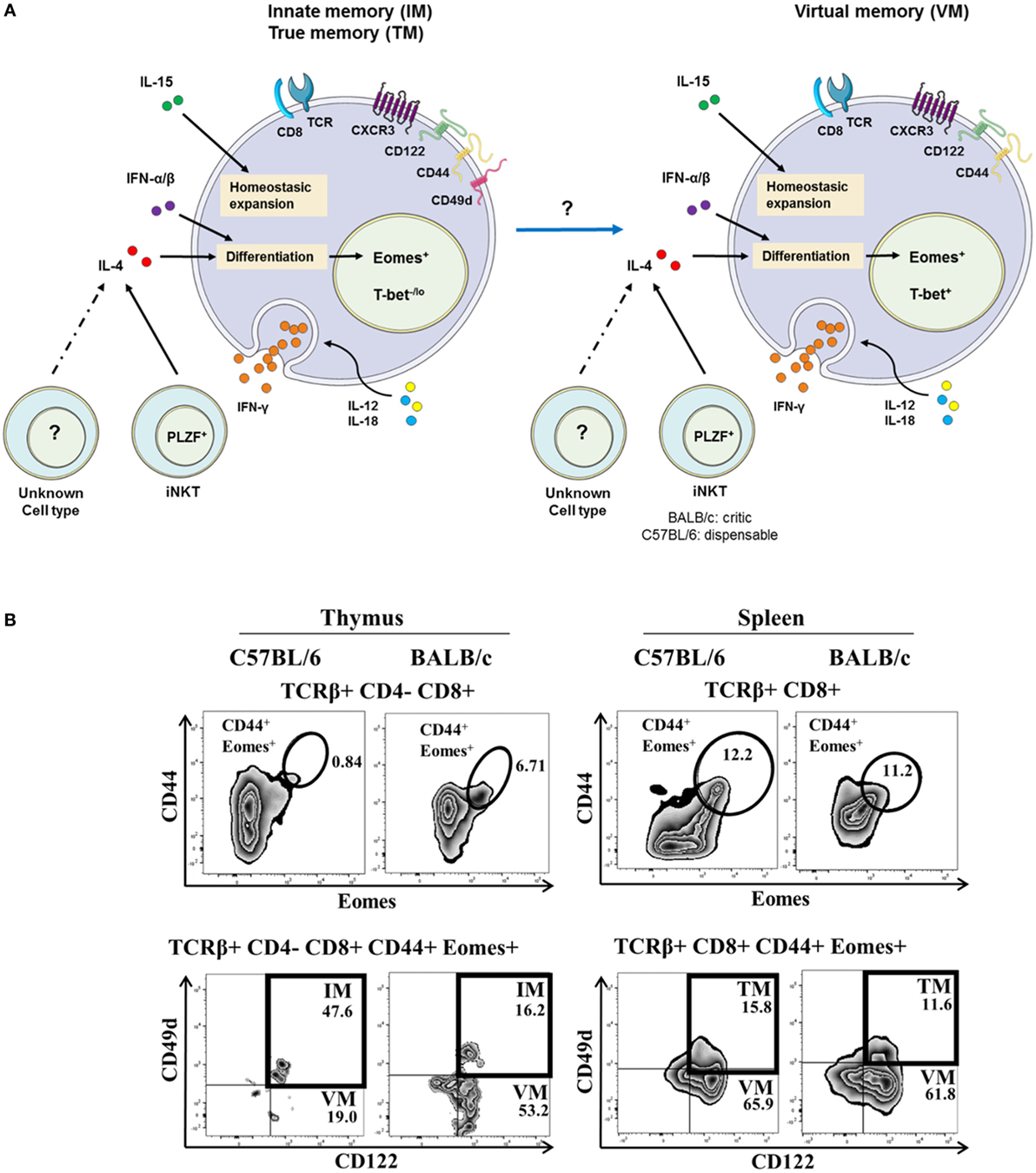 Phenotype of NK-Like CD8(+) T Cells with Innate Features in Humans and Their Relevance in Cancer Diseases