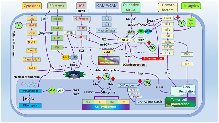 Frontiers Therapeutic Potential And Pharmaceutical Development Of Thymoquinone A Multitargeted Molecule Of Natural Origin Pharmacology