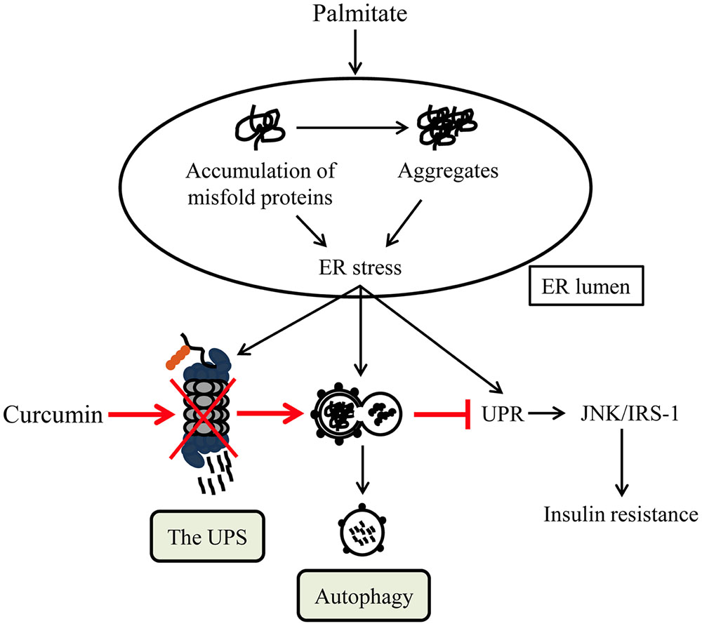 Frontiers Curcumin Improves PalmitateInduced Insulin Resistance in