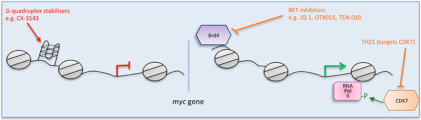 Frontiers Strategies To Inhibit Myc And Their Clinical Applicability Cell And Developmental Biology