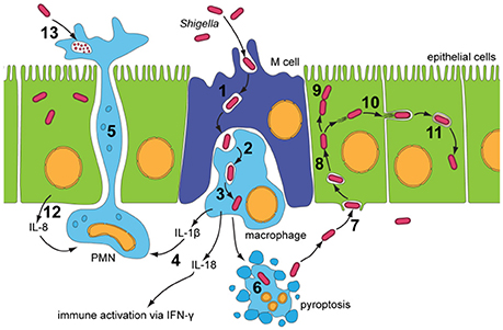 Frontiers | How Do the Virulence Factors of Shigella Work Together to Cause Disease?