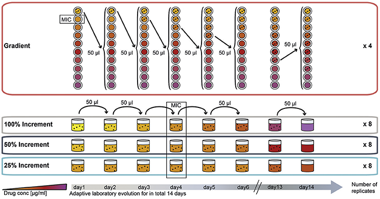 pbp3 pneumoniae trim