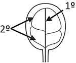 www.frontiersin.org