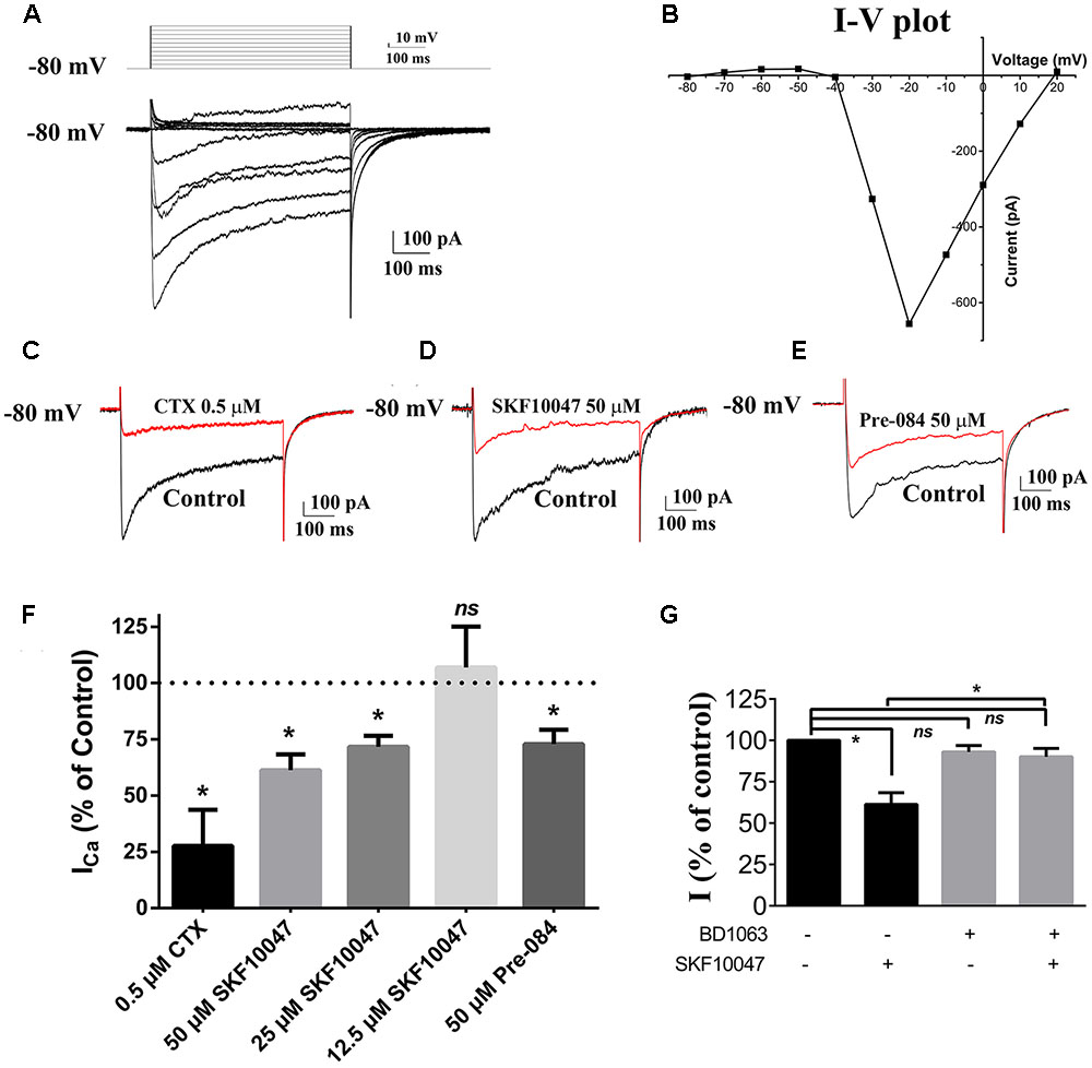 Frontiers | Sigma-1 Receptor Plays a Negative Modulation on N-type ...